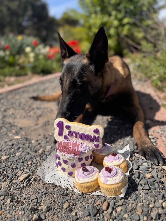 A dog with a first-birthday bone cake and pupcakes