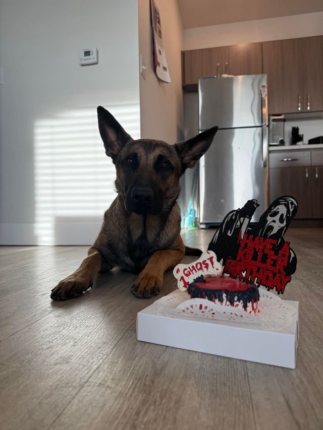 A dog with a Halloween-themed cake
