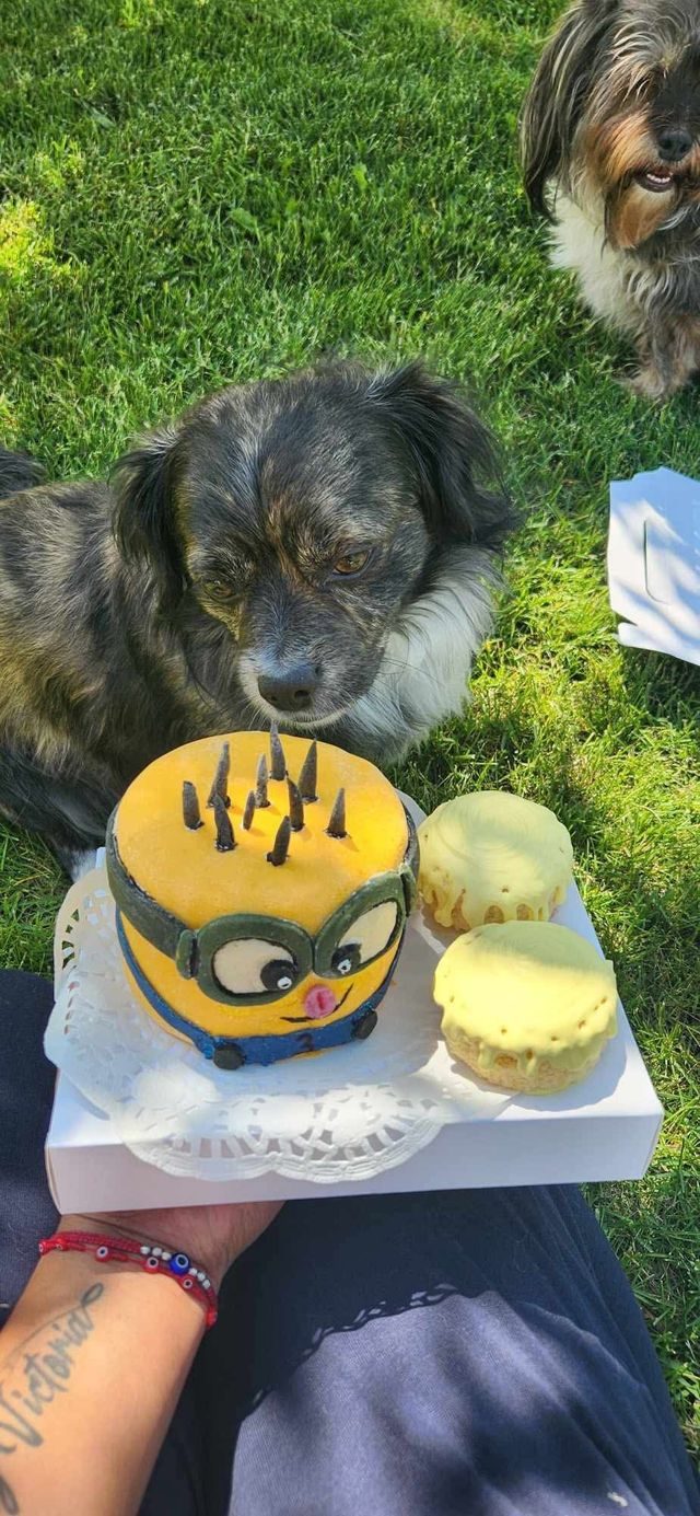 A dog with a Minion-themed birthday cake