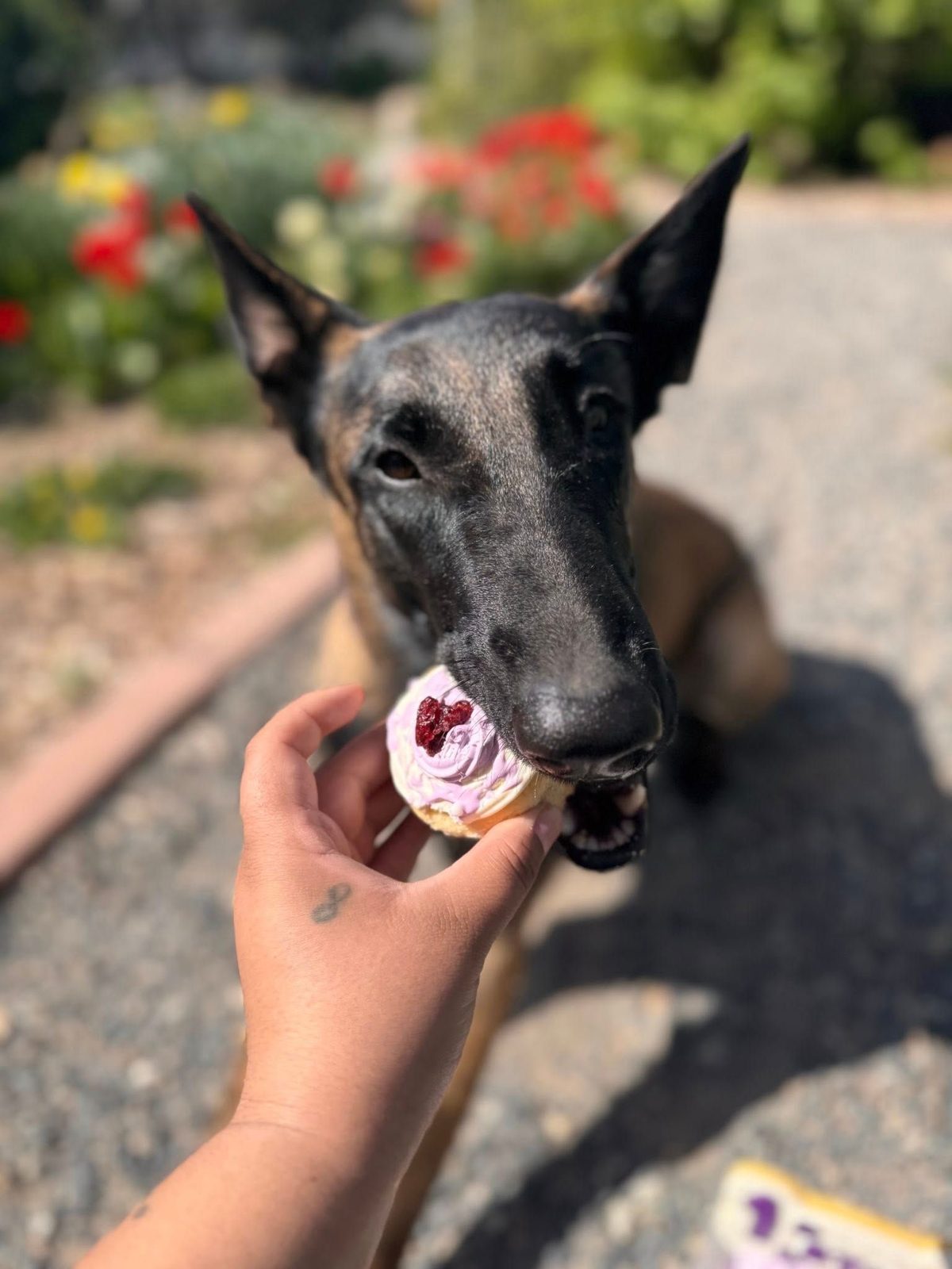 A dog taking a bite of a frosted pupcake