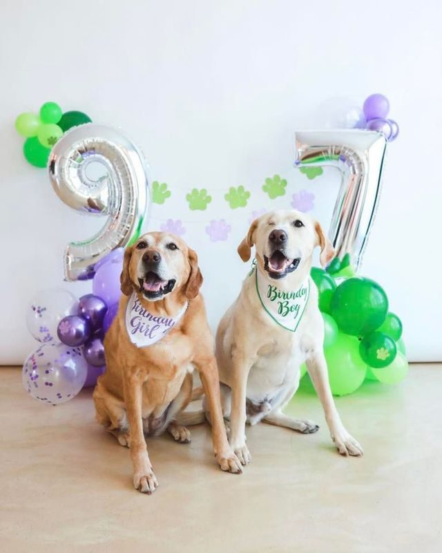 Two yellow labs celebrating a birthday with balloons